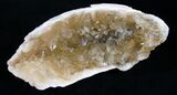 Partial Golden Calcite Crystal Clam Fossil #6552-1